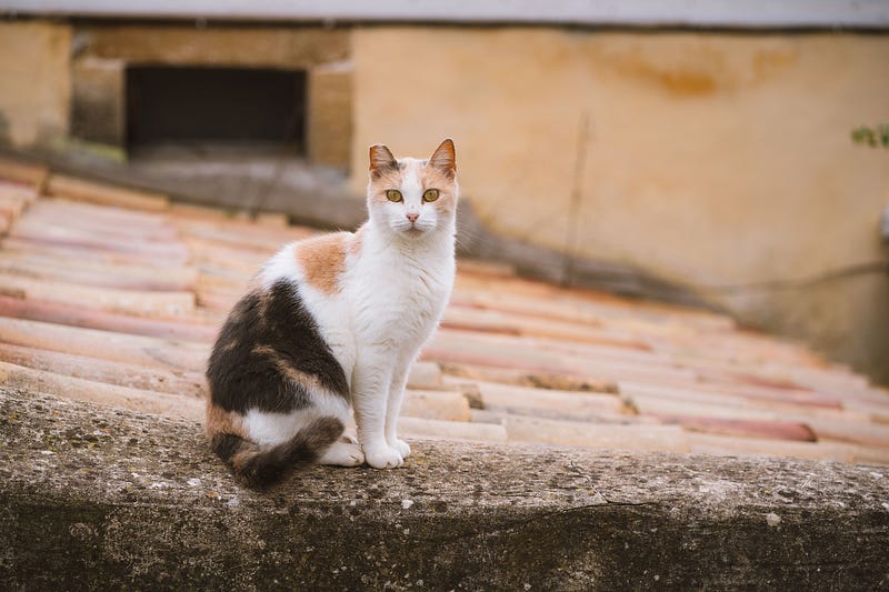 Discover the Power of Annuity Exchange: Solutions to Common Problems