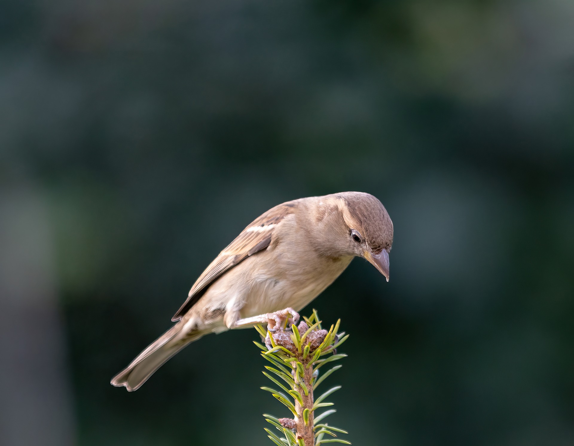 The Pension vs 401(k) Debate: Which Will Secure Your Future?