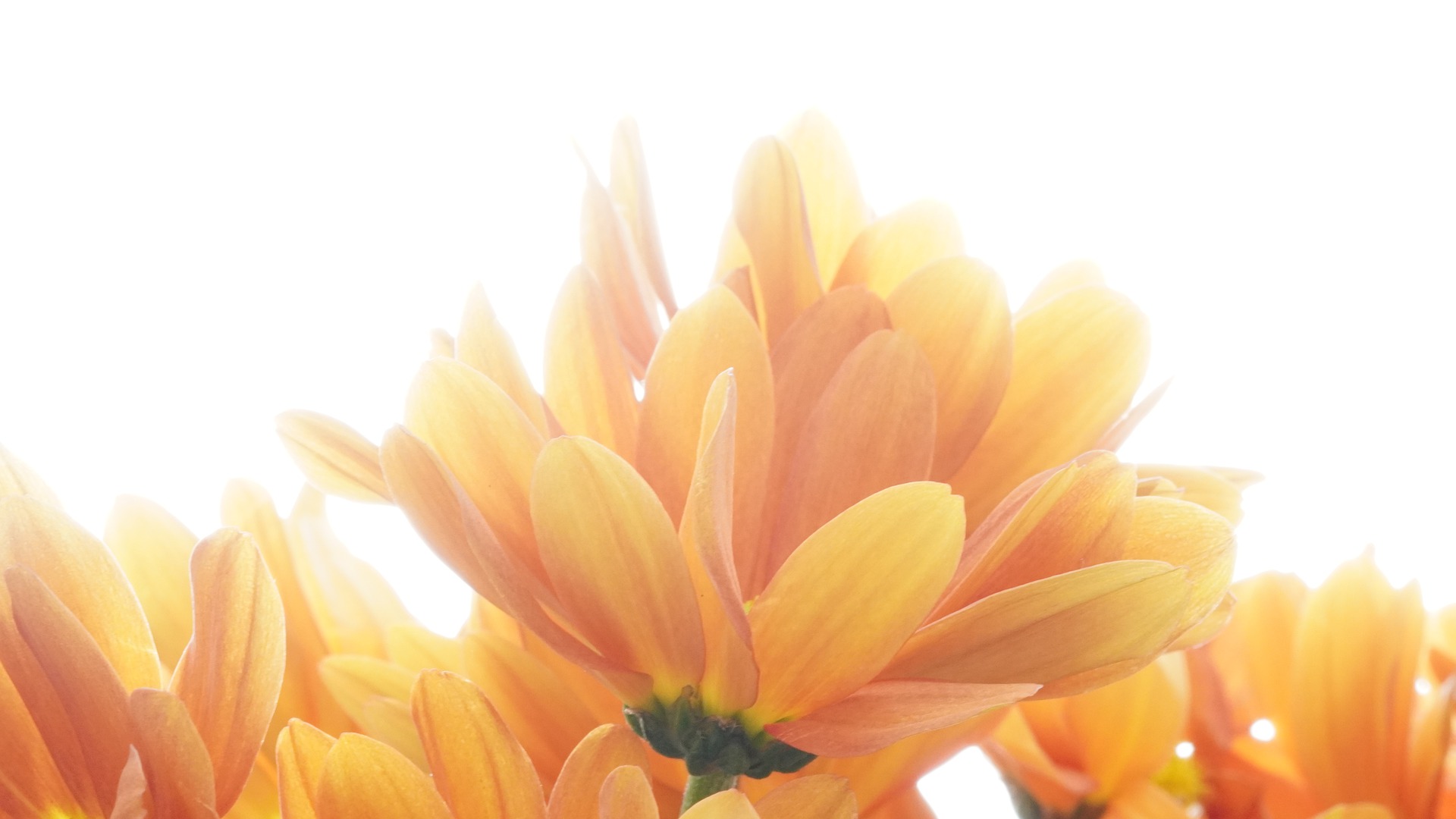 Probate for Digital Assets: What Happens to Your Online Accounts?