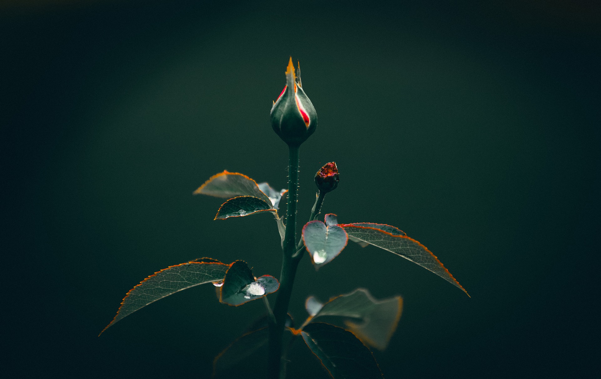 Public vs Private Pensions: Which Offers Better Security?