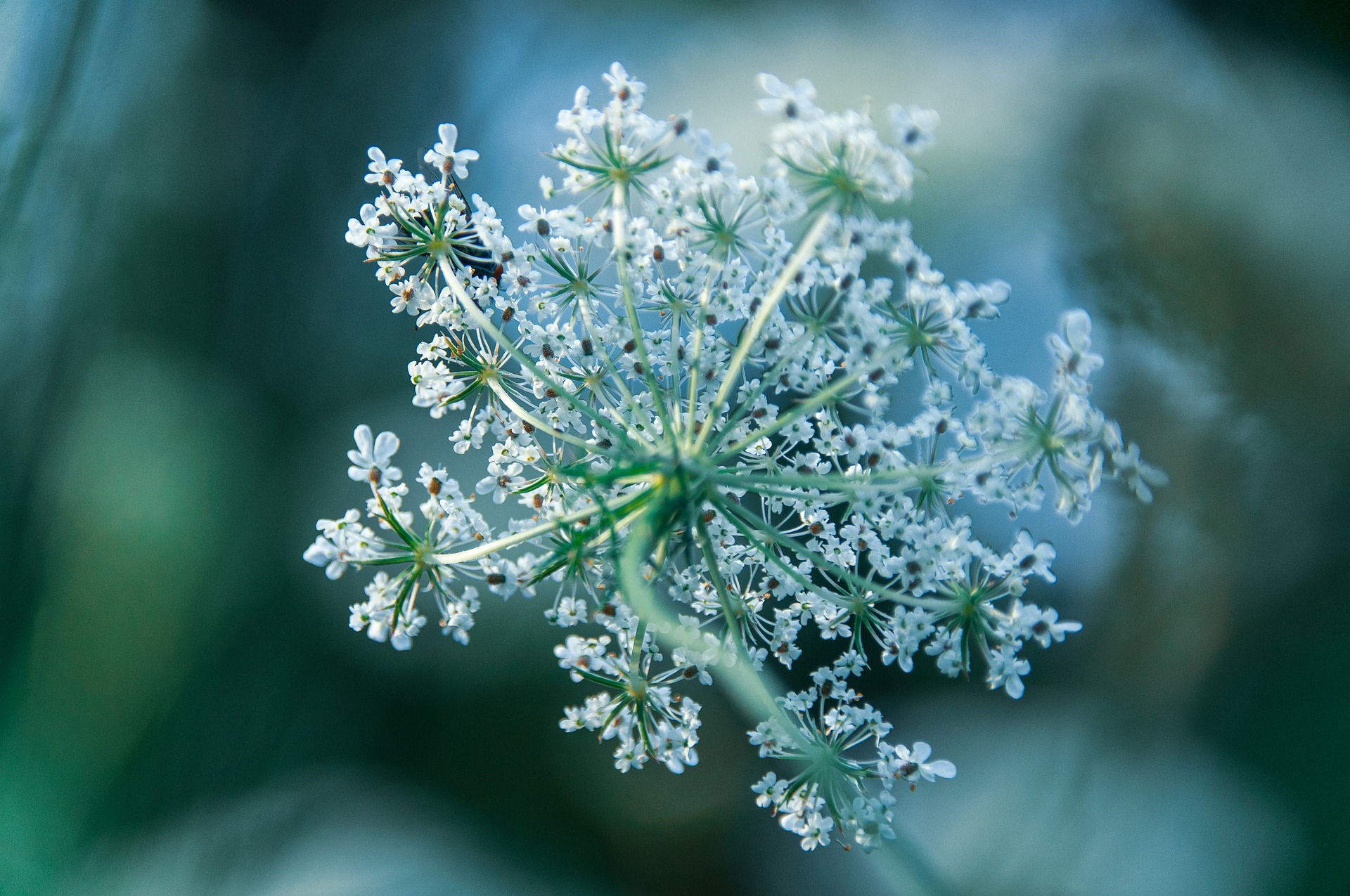 What Happens If an Estate Is Insolvent During Probate?