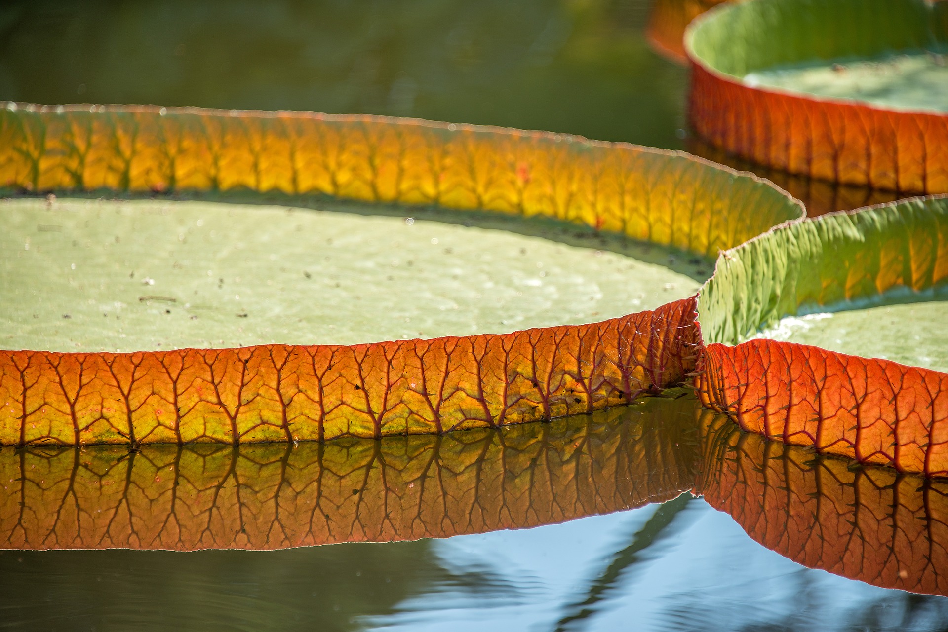 Medicaid Annuities: A Smart Play for Protecting Assets?