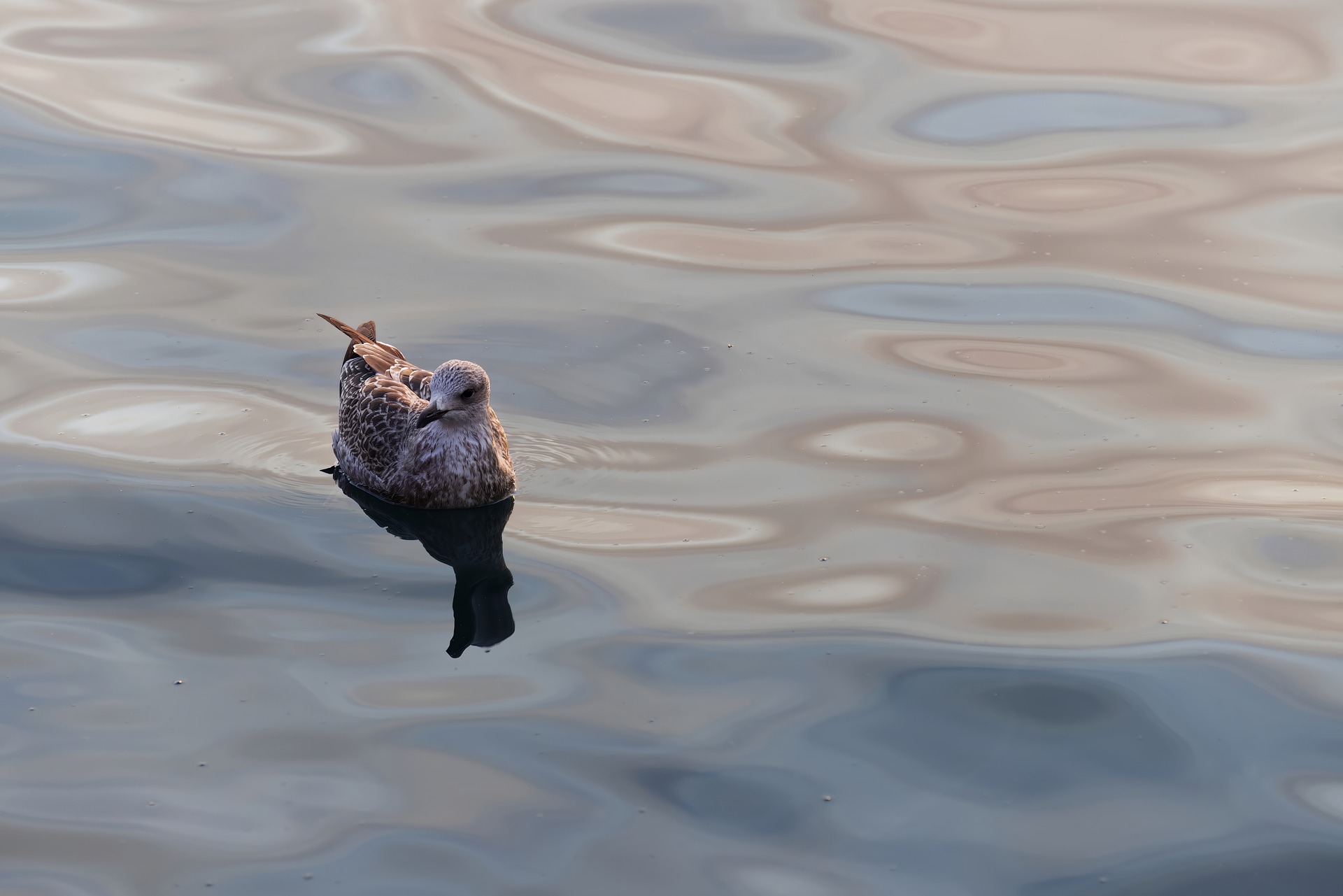 A Step-by-Step Guide to Claiming Social Security for Widows