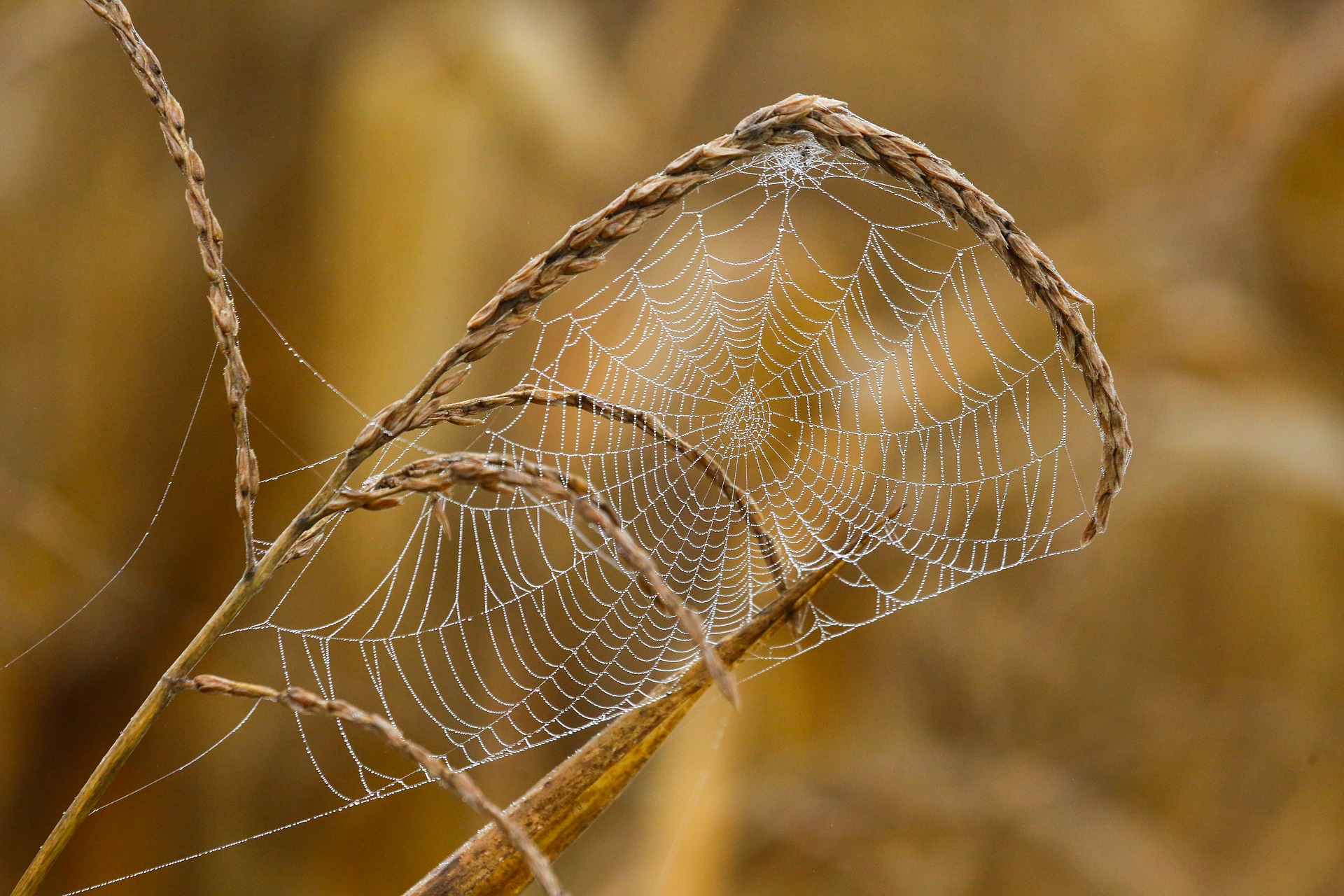 How to Roll Over Your Pension to an IRA Without Penalties