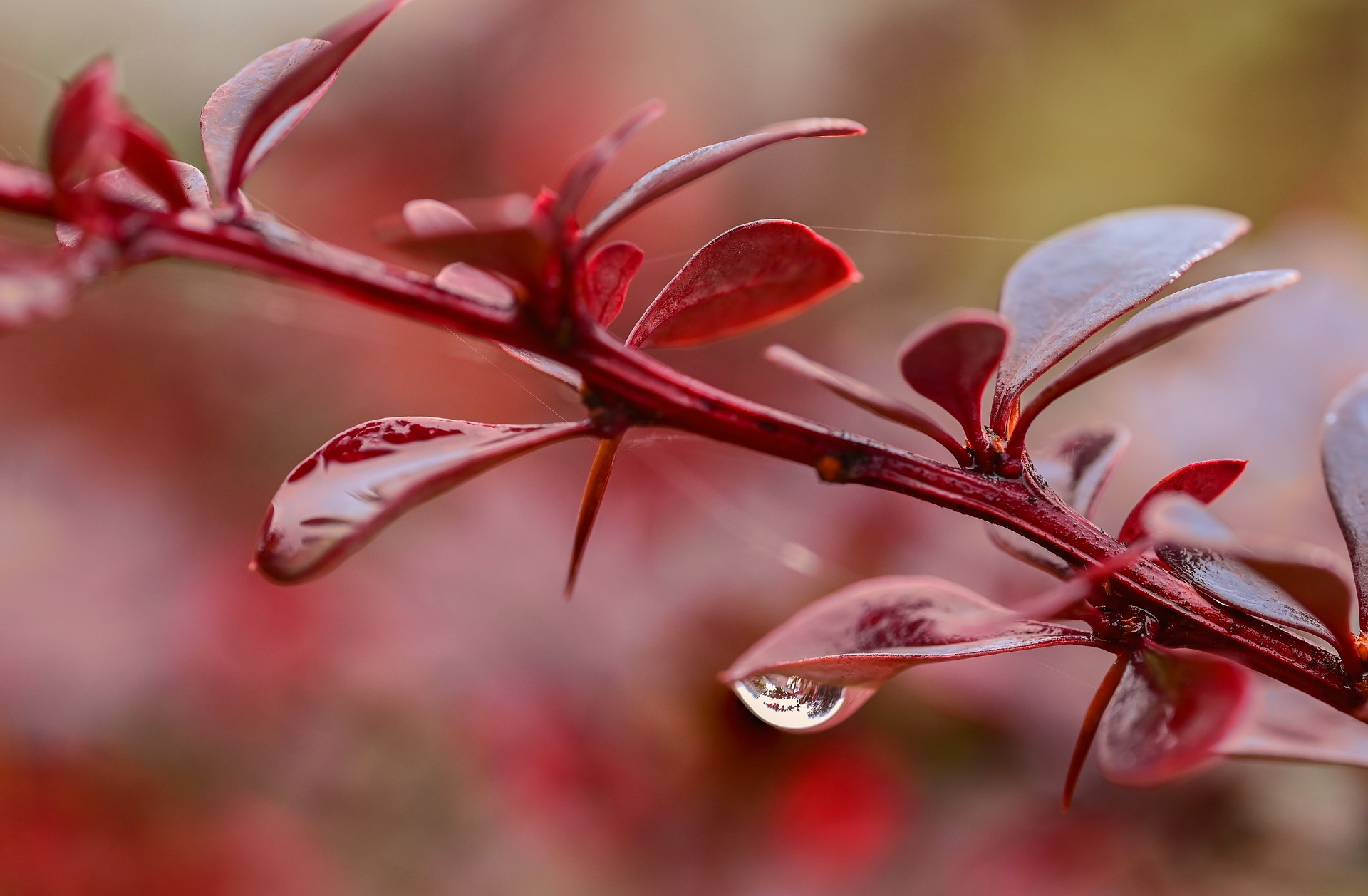 Understanding Variable Annuity Fees: Why VAs Are the Costliest Annuity Type and How to Simplify Your Retirement Strategy