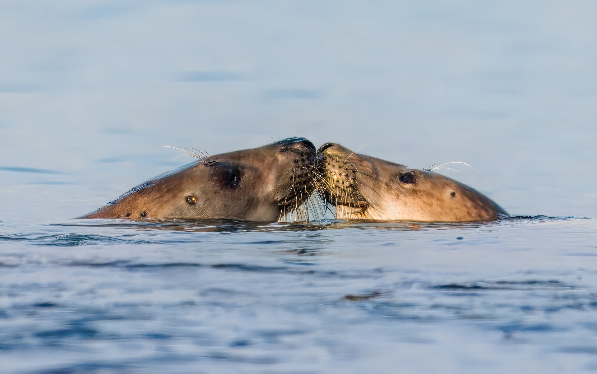 Understanding the Safety Comparison: Why Annuities and CDs Serve Different Retirement Needs